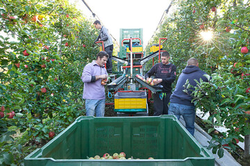 Bei verschiedenen Touren können Interessierte im Rahmen der Interpoma im November Einblick in Südtirols Apfelanbau erhalten.