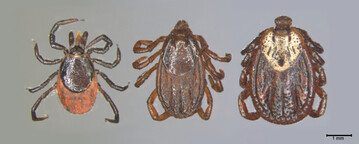 Verschiedene Zeckenarten: Links: gemeiner Holzbock (heimisch); Mitte: Braune Hundezecke; Rechts: Buntzecke (heimisch) 