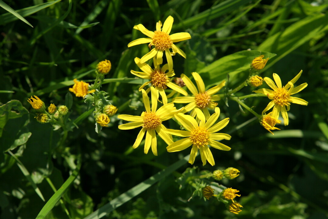 Die Pflanze besticht durch ihre schöne Blüte. Aber Vorsicht: Das Jakobs-Kreuzkraut ist mächtig giftig.