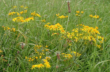 Gelb blüht das Jakobskreuzkraut. Die giftige Pflanze ist aber leicht zu verwechseln.