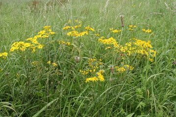 Entfernen Sie giftige Kreuzkräuter wie das Jakobskreuzkraut vor der Samenbildung von Wiesen und Weiden!