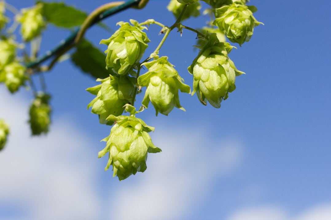 Auch zu Hopfen sind in der unten stehenden Tabelle die ersten Werte zu finden.