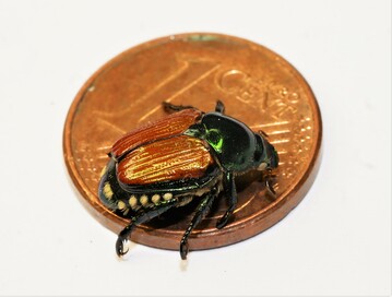 Der Japankäfer ist kleiner als ein Centstück.