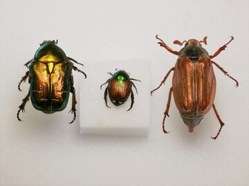 Wie klein der grn-braune Japankfer (Mitte) ist, wird im direkten Vergleich mit Rosenkfer (links) und Maikfer (rechts) deutlich.