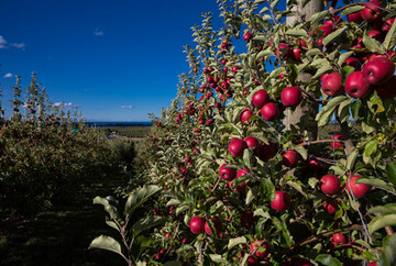 Auch nach der Rckgabe des Geschftsbetriebs der BayWa Obst GmbH und Co. KG in Weisenheim an die an die Vereinigten Obst- und Gemsegromrkte Weisenheim wird die Produktion der Clubapfelsorte Jazz weitergehen. 