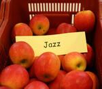 In der Pfalz steigen Obstbauern in den Anbau von Jazz ein, eine Apfelsorte, die über die BayWa vermarktet wird.