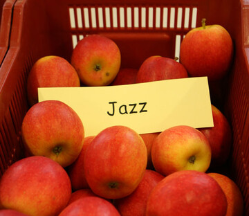 In der Pfalz steigen Obstbauern in den Anbau von Jazz ein, eine Apfelsorte, die über die BayWa vermarktet wird.