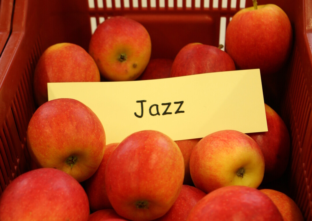 Auf rund 30 ha produzieren Obstbauern in der Region Weisenheim die der BayWa gehrende  Apfelmarke Jazz. In dieser Kampagne geht die zweite Ernte in den Verkauf. 