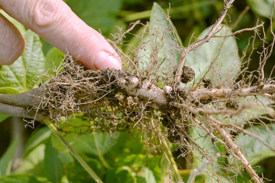 Die Leguminose bindet an ihrem Wurzelwerk den Stickstoff aus der Luft, womit die Stickstoffdngung entfllt.