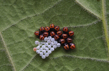 Eigelege und Nymphen der invasiven Marmorierte Baumwanze (Halyomorpha halys). 