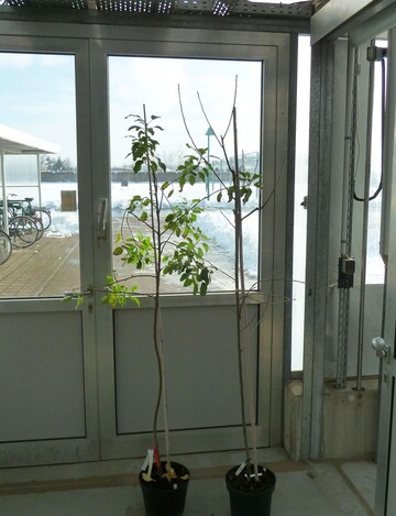 Bei geringer Aktivitt des MdDAM1-Gens (links) bleiben Apfelbume auch im Winter grn und treiben aus. Hohe Genaktivitt (rechts) lst die Knospenruhe aus.