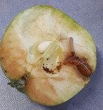 Der Apfelwickler ist ein bedeutender Schädling im Obstbau. Sollten mehrere Generationen ausgebildet werden, wächst die Bedrohung. JKI und Versuchszentrum wollen die Faktoren für die Vermehrung intensiver erforschen.