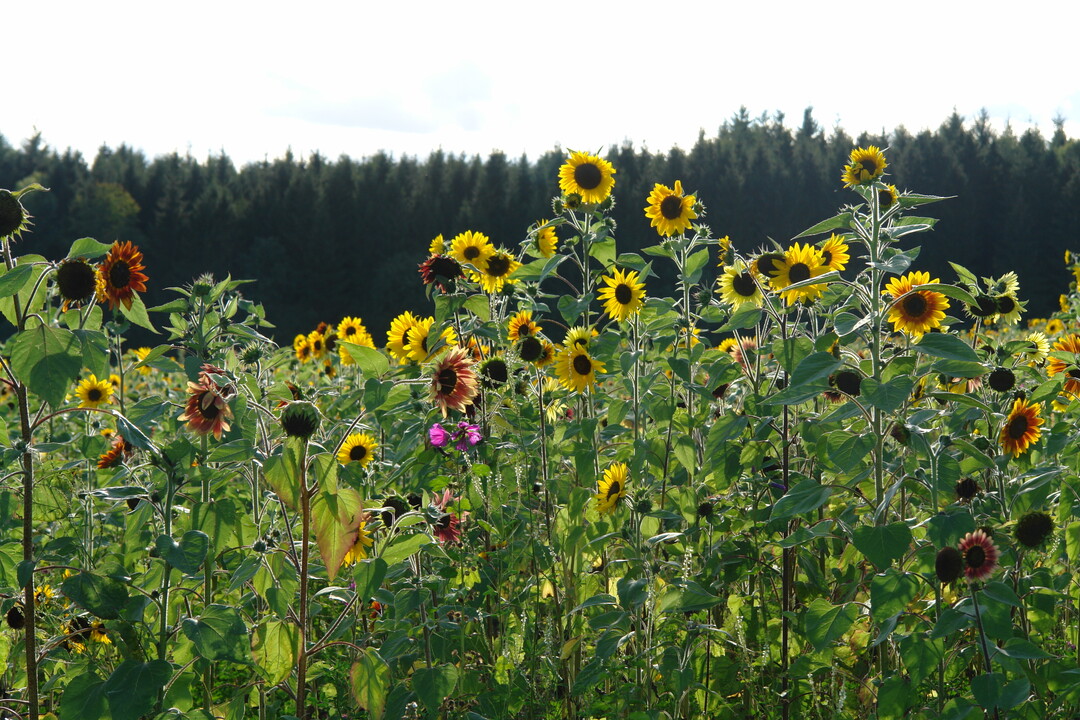 Im ersten Jahr wachsen Sonnenblumen und Malven bis zu zwei Meter hoch.