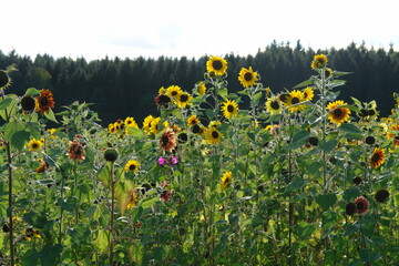 Im ersten Jahr wachsen Sonnenblumen und Malven bis zu zwei Meter hoch.