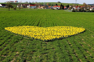 Ein echter Hingucker: Das Herz mit den 2500 leuchtenden Narzissen in gelber Bltenpracht im grnen Gerstenfeld liegt in der oberschwbischen Gemeinde Bergatreute zwischen Gwigg und Gambach. 