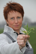 Getreidebestände im Blick: Vor allem Getreidebestände haben seit der Aussaat nur ein geringes Wurzelvolumen gebildet. Dadurch kann die Schwefelaufnahme in diesem beeinträchtigt werden.