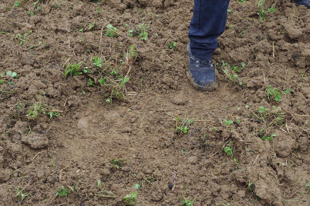 Die Grubberkombi von Landwirt Martin Eberhardt schneidet nicht komplett flchig, hinterlsst aber recht feine Erde. Der Frontgrubber leistet dazu sicherlich einen Beitrag, kann aber zu Problemen bei der Traktion des Traktors fhren. Vorsicht: Die Schare bohren sich leicht tiefer in die Erde als ntig.