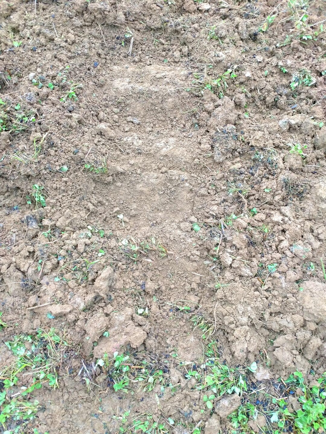 Die Pttinger Synkro hinterlsst ein etwas welliges Bild im Horizont - das typische Bild eines Flgelschargrubbers. Trotz Feuchte schneidet und enterdet der Grubber noch zufriedenstellend.