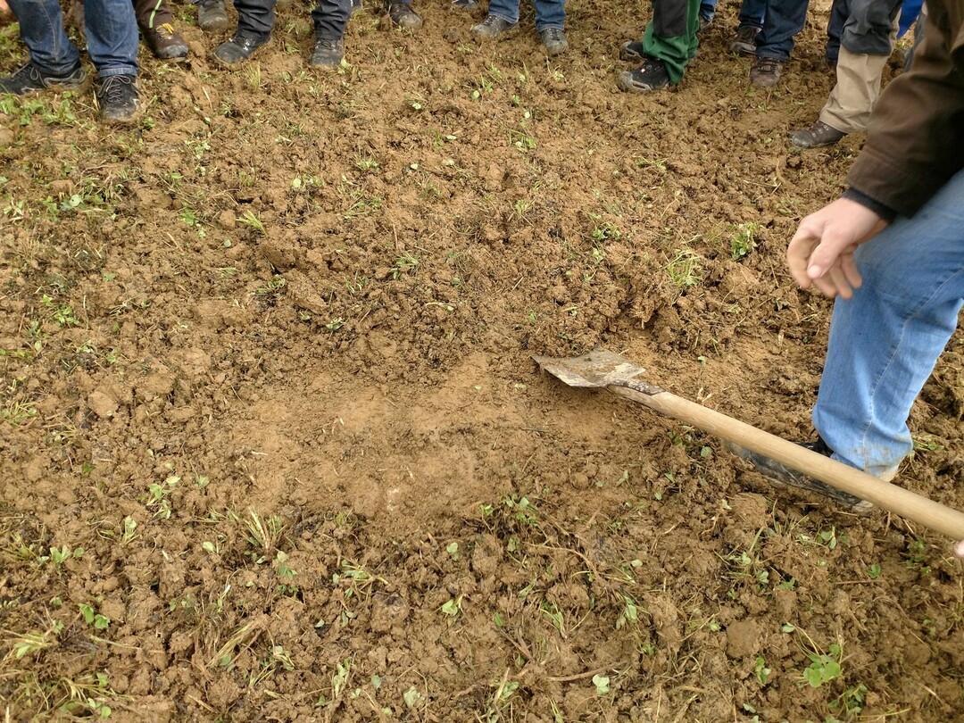 Der Treffler TGA 500 arbeitet flach und flchig. Regenwurmgnge im Bearbeitungshorizont waren berwiegend geffnet. Der Hintergrund: Die Zinken des Gerts mit 6,5 Metern Arbeitsbreite ist relativ steil, er schneidet und schmiere laut Kern deshalb weniger.