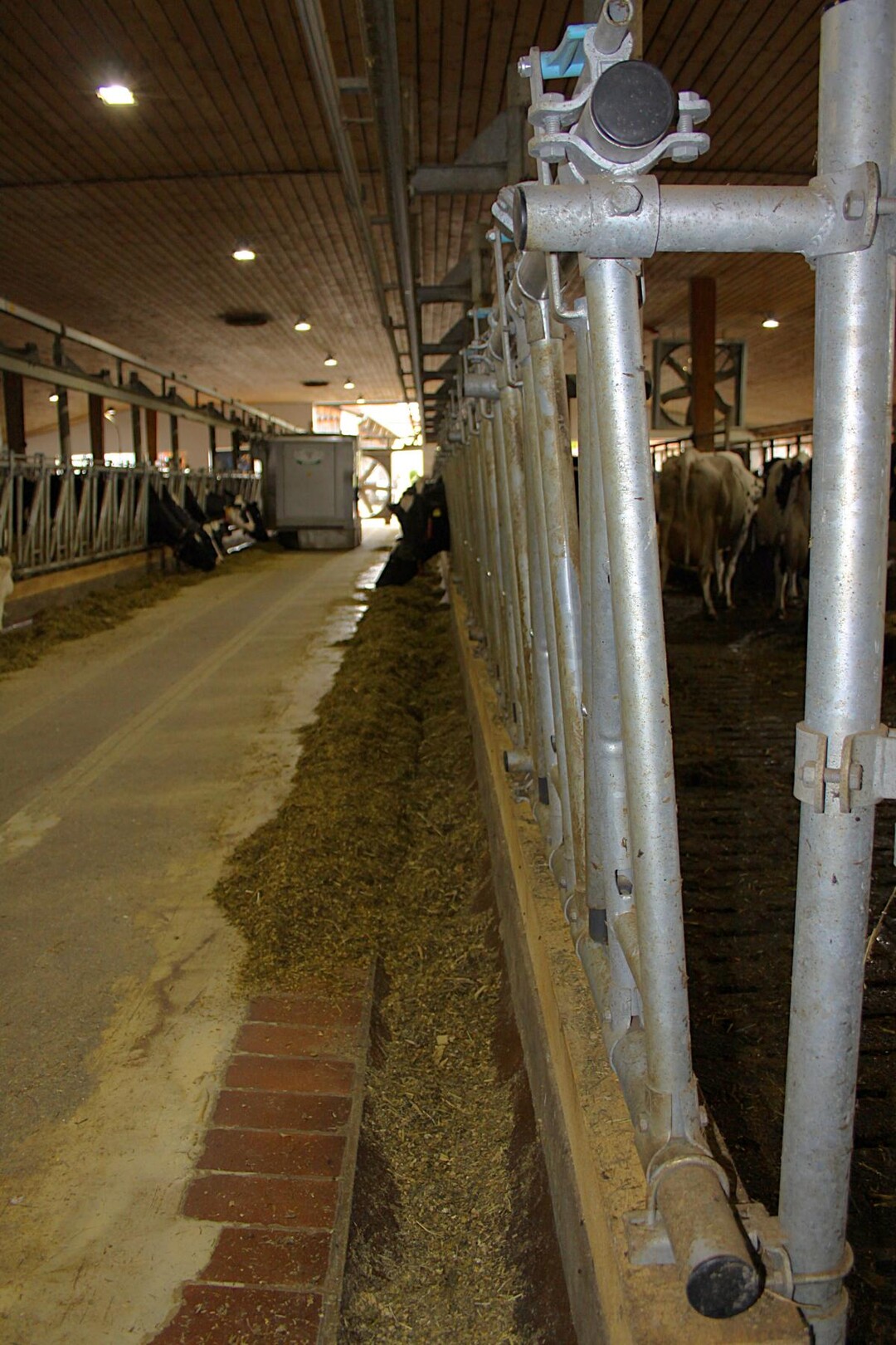 Ist kein Platz fr Anbauten, schaffen schrggestellte Fressgitter laut Prof. Benz bis zu 20 Zentimeter mehr Platz auf dem Fressgang. Die Khe kommen mit den Schultern weiter nach vorn Richtung Futtertisch und sind im Halsbereich weniger beengt.