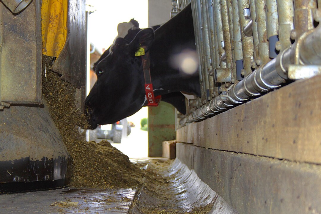 Die stndige Futtervorlage durch einen Futterroboter entspannt das Gerangel um Futter, da frische Silage in hoher Qualitt zu jeder Zeit am Trog verfgbar ist.