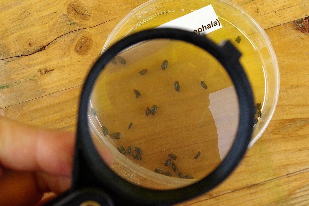 Gelbschalen auf Rapserdflöhe kontrollieren