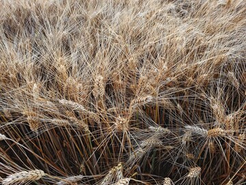  Durum ist begrannt und etwas anspruchsvoller als blicher Winterweichweizen. 