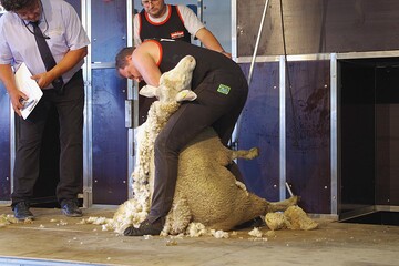 Harald Mandl aus Österreich hat sein zweites Schaf sanft im Griff. Die Preisrichter achten auf die Zeit und die Qualität der Schur - für eine gute Wertung müssen der Umgang tiergerecht und der Schnitt gleichmäßig sein.