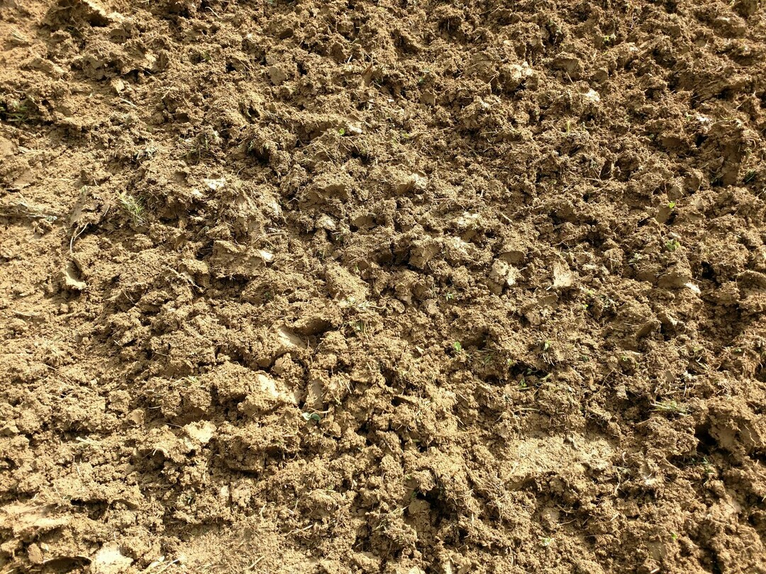 Der Boden war nach der berfahrt ber gemhtes Kleegras relativ fein gemischt. Bei einem Mehr an sehr feuchter Biomasse verstopfte das Gert bei der Demonstration aber stellenweise.