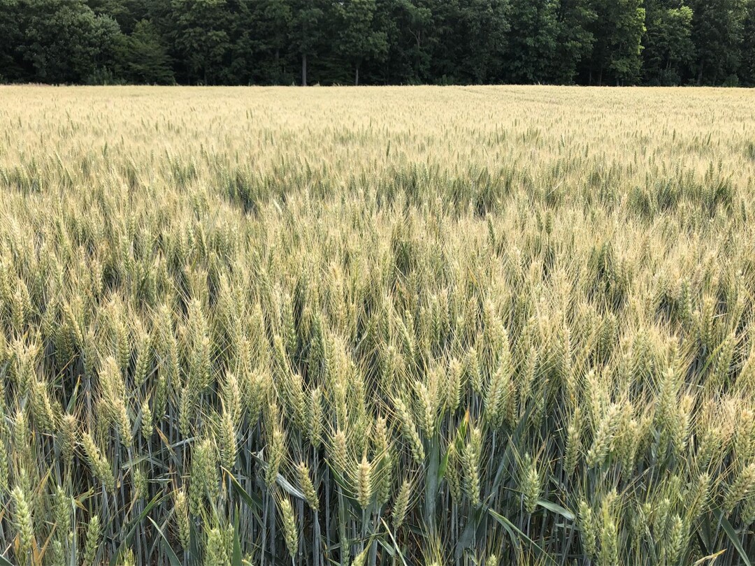 Grannenweizen Vivendo