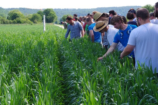 Getreide, das mit einer Reihenweite von 30 cm ges�t und gehackt wurde.