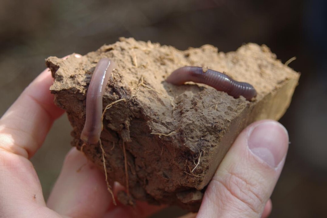 Neben Wurzeln m�gen auch andere Lebewesen keine Bodenverdichtungen.
