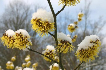 Hamamelis, die Zaubernuss, ist der Star unter den Winterblhern