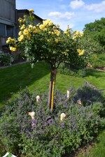 Gartenfahrt Nord am 25. Juni 2015 Garten Hauk in Ehrstädt