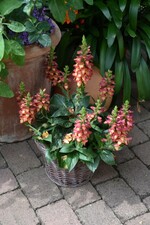 Gartenfahrt Nord am 25. Juni 2015  Garten Röhm Walldorf