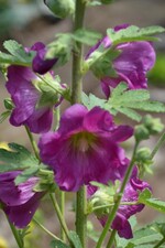 Gartenfahrt Nord am 25. Juni 2015  Park der Vielfalt PH Heidelberg