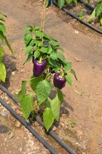 Gartenfahrt Nord am 25. Juni 2015 Versuchsanstalt Gartenbau Heidelberg