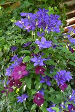 BWagrar Gartenfahrt am 1.7. 2015 Garten Hauk Ehrstädt