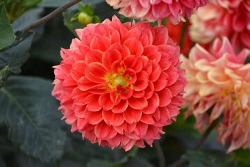 Dahlien auf der Landesgartenschau Landau - die Landfrauen waren hier am Werk