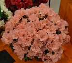 Neuheit von der IPM 2016_Azalee Toshi London