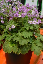 Neuheit von der IPM 2016_Primula praenitens Thirtyone-Neuheitenpreis Frühjahrsblüher