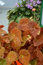 Neuheit von der IPM 2016_Begonia Autumn Amber
