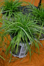 Neuheit von der IPM 2016_Carex oshimensis Eversheen