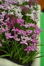 Neuheit von der IPM 2016_Hypoxidaceae Grasstern