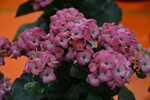Neuheit von der IPM 2016_Kalanchoe Queen Originals Maxine