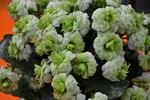 Neuheit von der IPM 2016_Kalanchoe Queen More Flowers_Ellen