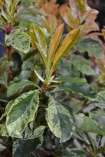Neuheit von der IPM 2016_Photinia serratifolia Pink Crispy