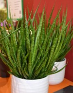 Neuheit von der IPM 2016_Sansevieria Sansiam Kichaka_Neuheitenpreis Zimmerpflanze