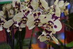 Neuheit von der IPM 2016__Phalaenopsis Rommé