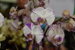 Neuheit von der IPM 2016_Phalaenopsis Levante
